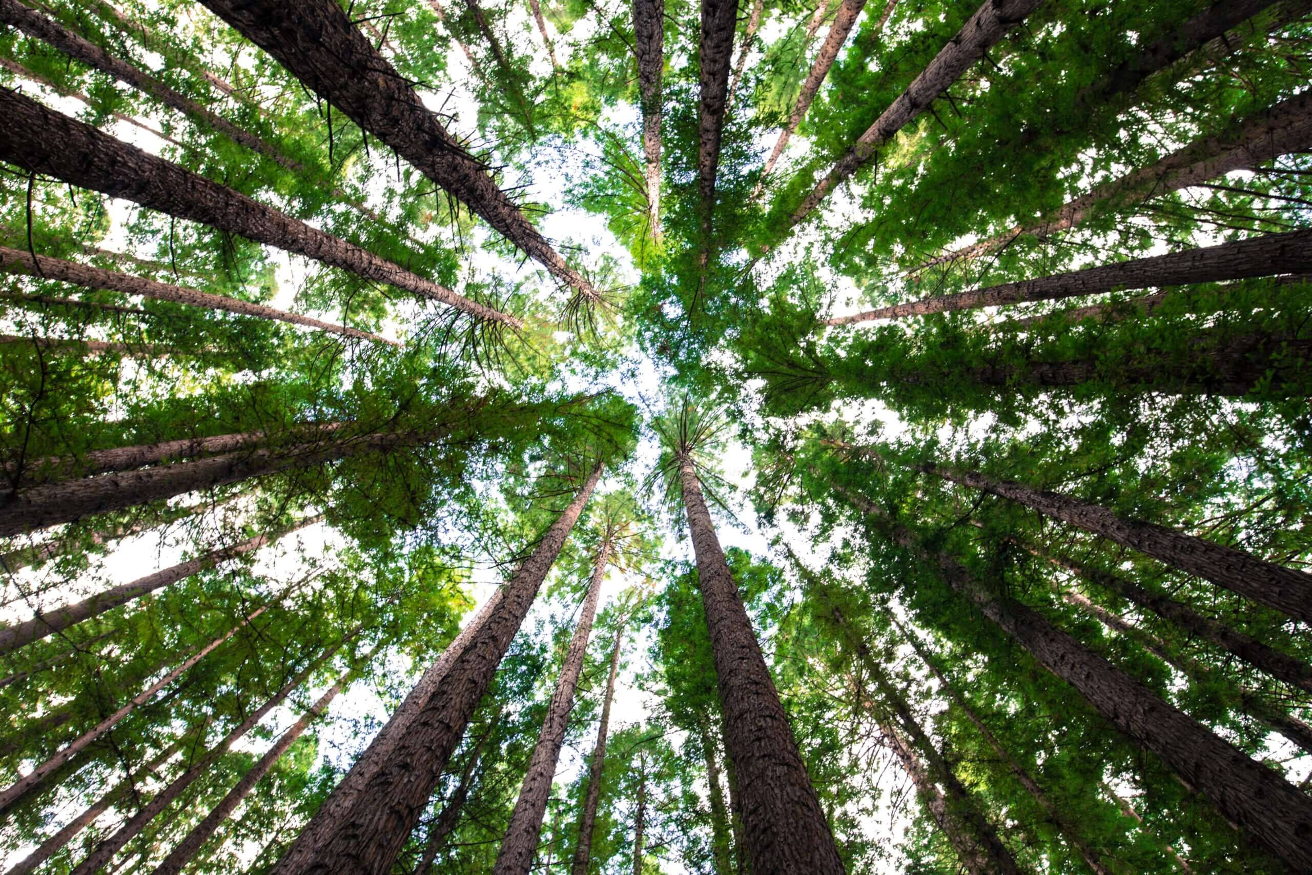 Entre la contaminación medioambiental y la deforestación: análisis del mercado del mueble. - Kipli