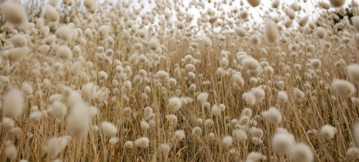 Coton conventionnel versus coton bio : quelle différence ? - Kipli