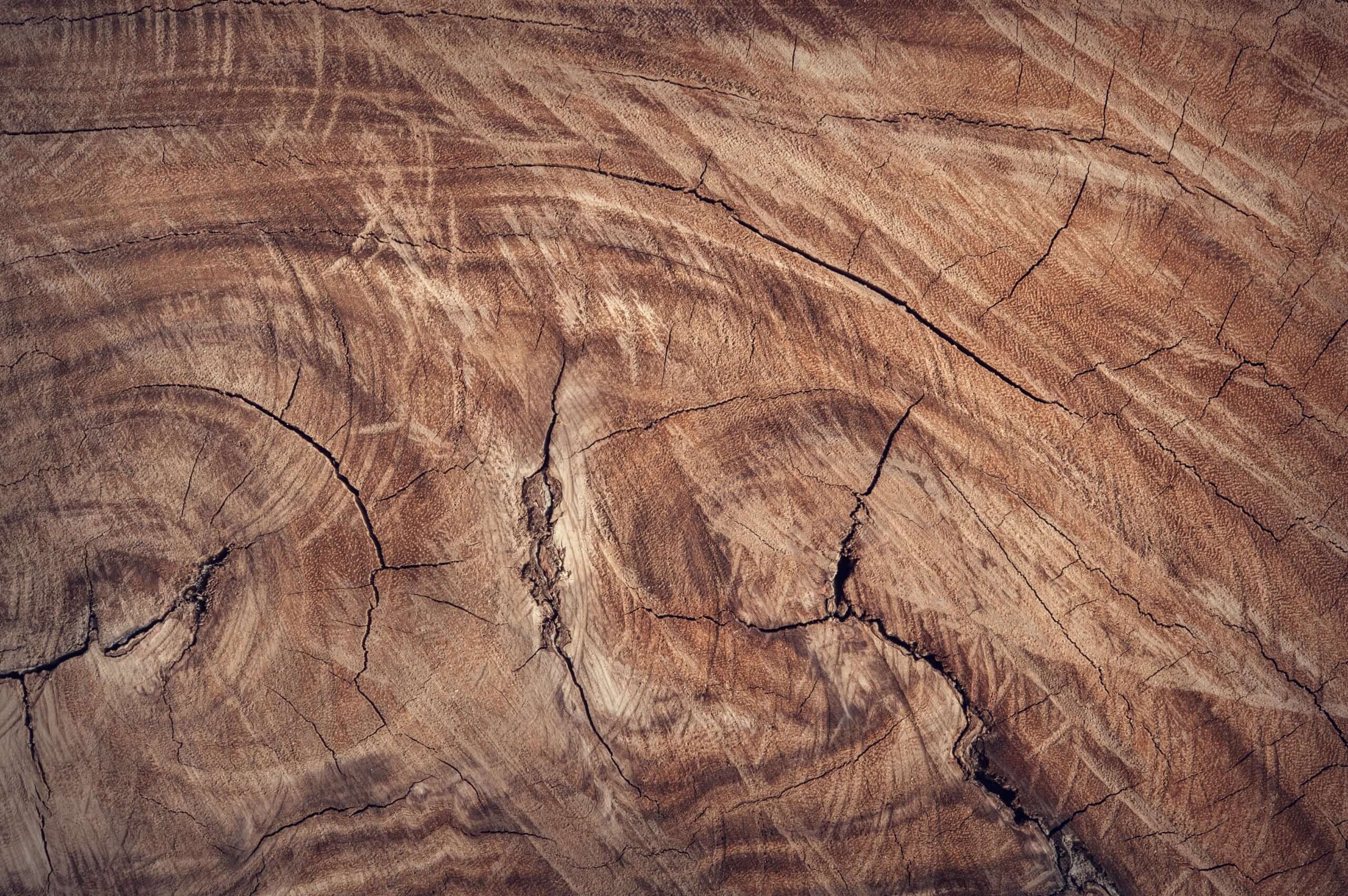 Viaggio nel mondo delle essenze legnose: i diversi tipi di legno per i mobili - Kipli