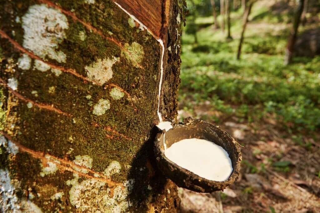 Der Produktionszyklus von Naturkautschuk – Kipli