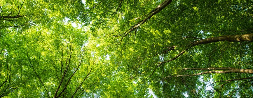Green Friday: Responsible Consumption That Respects the Planet - Kipli