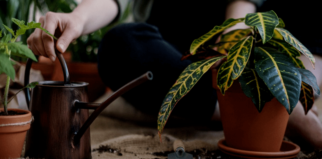 Urban Jungle: 7 pflegeleichte Zimmerpflanzen – Kipli