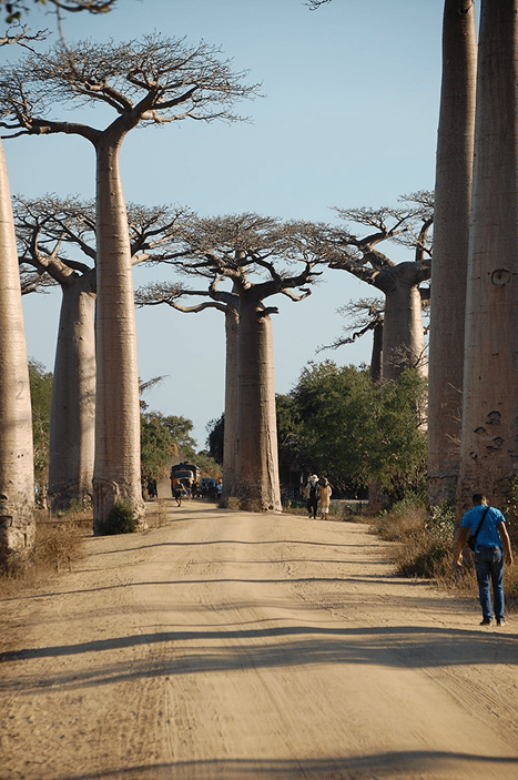 Baobab-serien: en fortælling om rødder, former og balance – Kipli