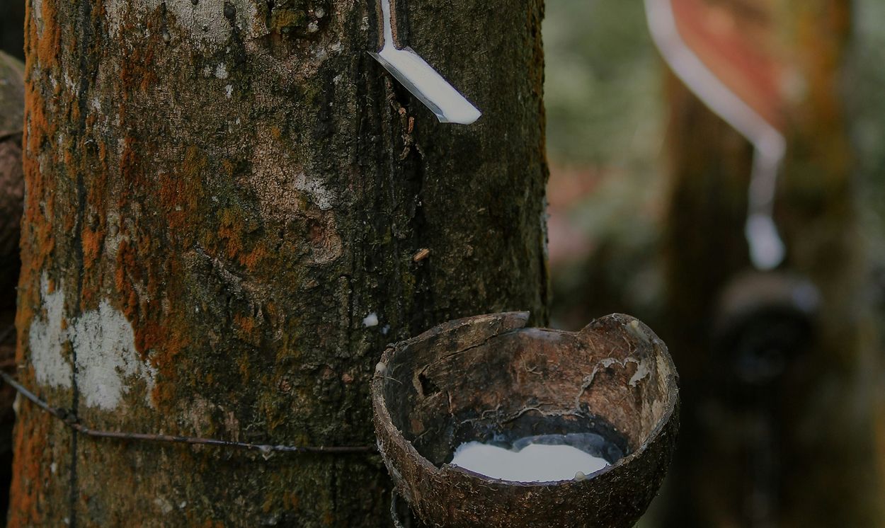 Recolección del látex natural de un árbol del caucho, que fluye hacia un recipiente fijado al tronco.