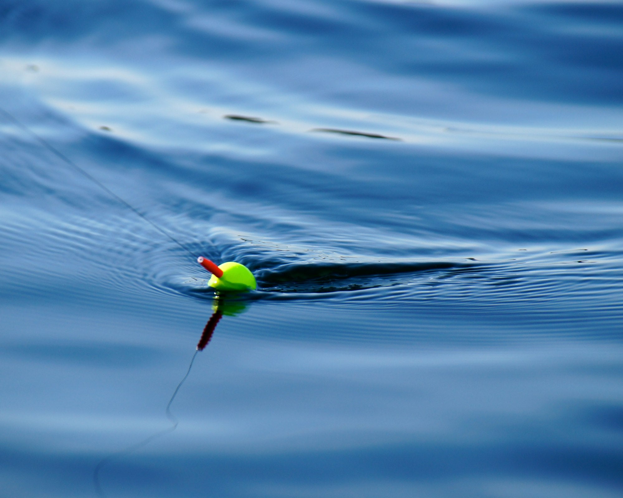 How Has Overfishing Changed Marine Life? - Kipli