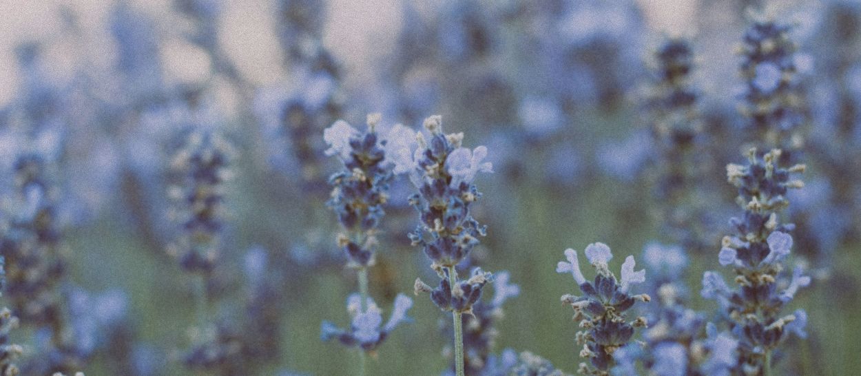 Planter, der fremmer en god søvn: en naturlig metode til en mere afslappet søvn - Kipli