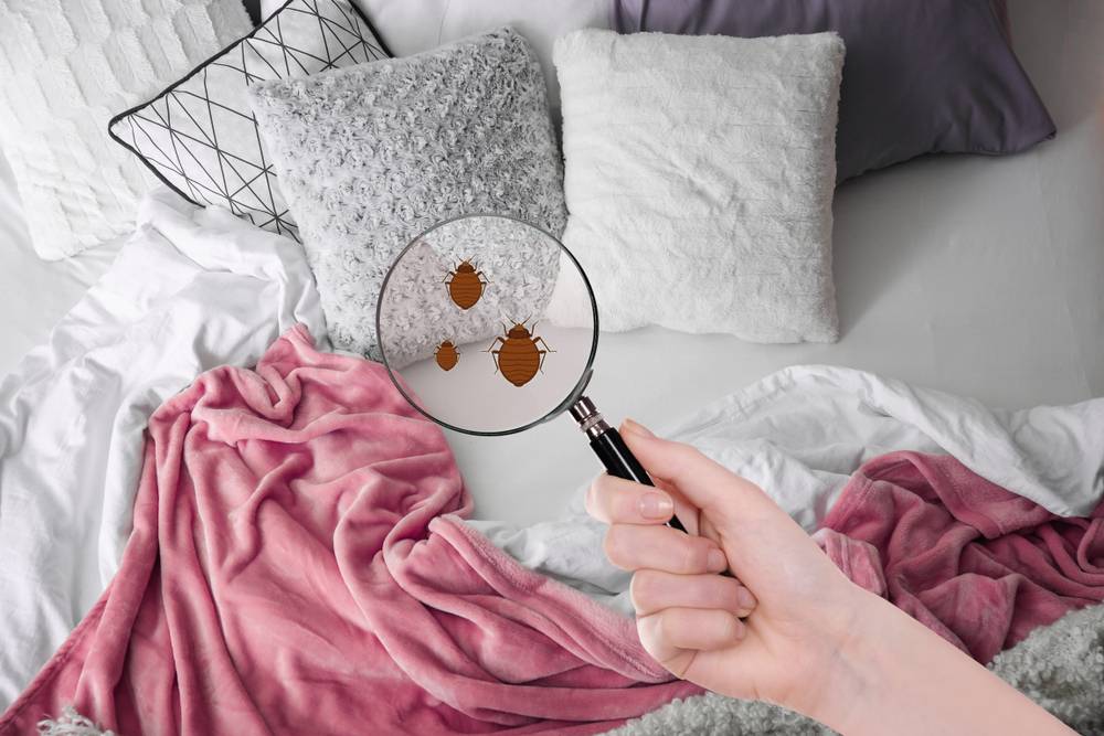 Our Tips for Getting Rid of Bed Bugs - Kipli
