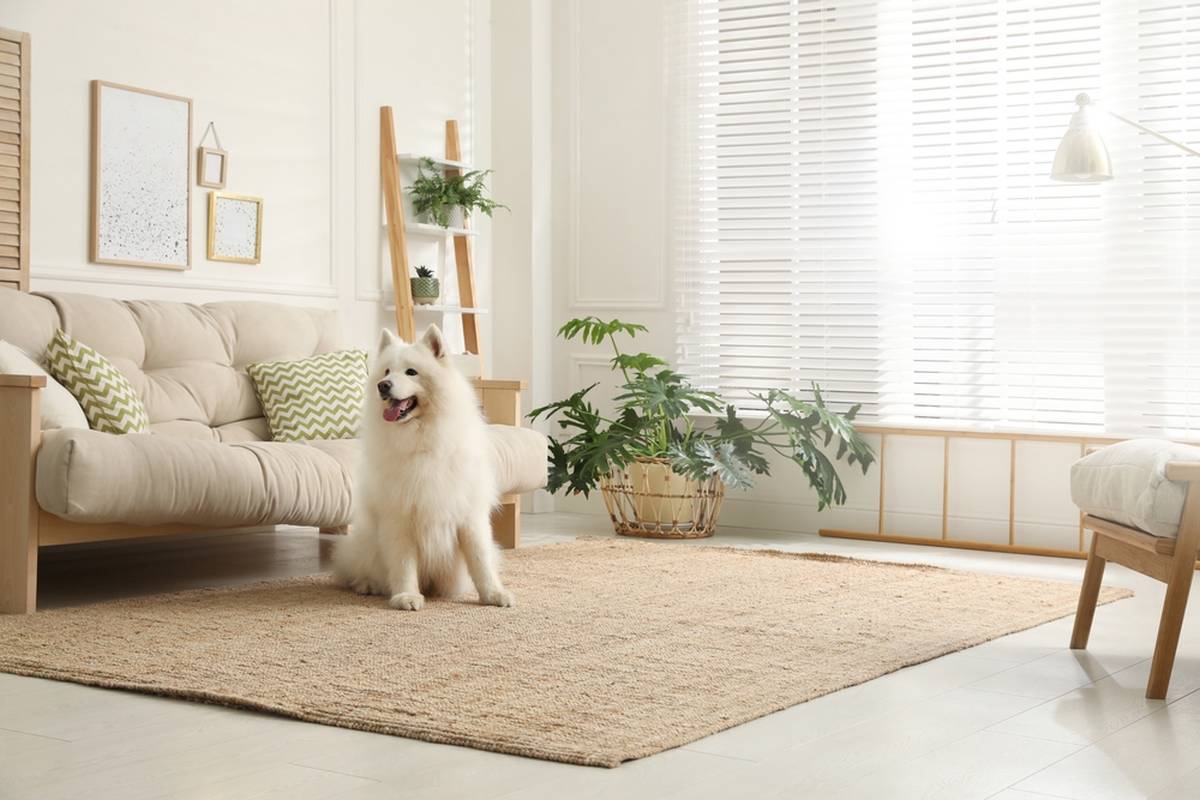 Spring Cleaning: How to Do It in a Healthy and Sustainable Way? - Kipli