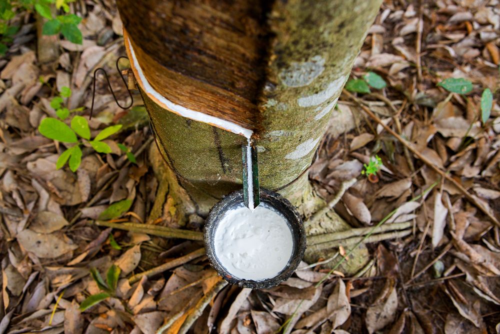Everything You Need to Know About Natural Latex - Kipli